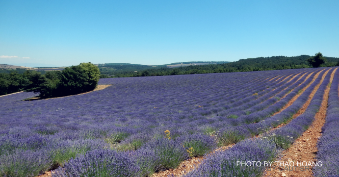 lavender-1